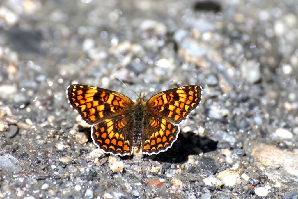 Melitaea......? - Melitaea phoebe